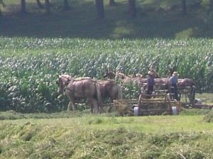 Team Of Horses Pulling Hay